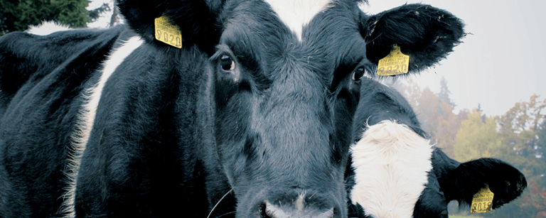 2319PAS_BANNER_COW