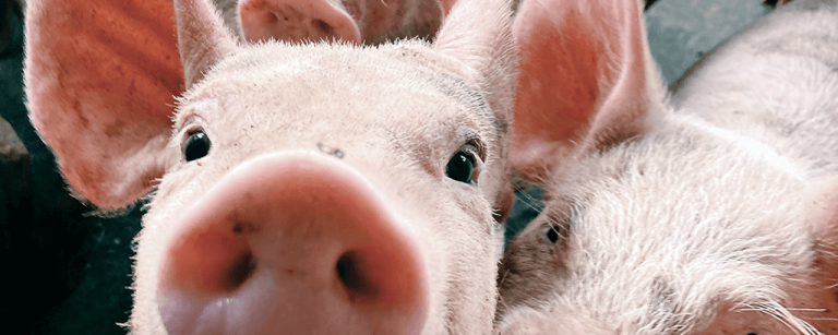2319PAS_BANNER_PIG
